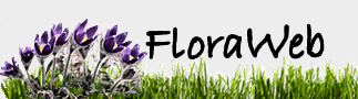 FloraWeb Logo